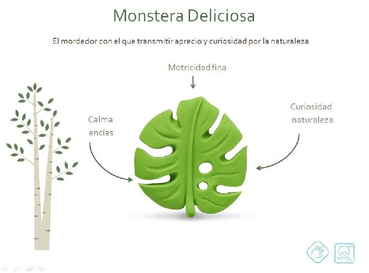 Monstera Deliciosa Lanco